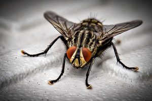 Comment se débarrasser des mouches dans la maison ?