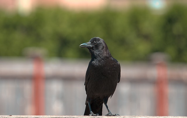 corbeau noir